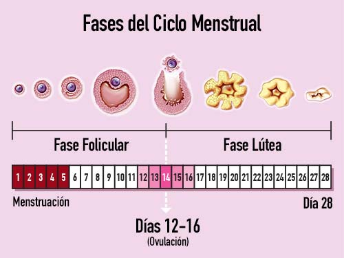 Fases de Ciclo Menstrual